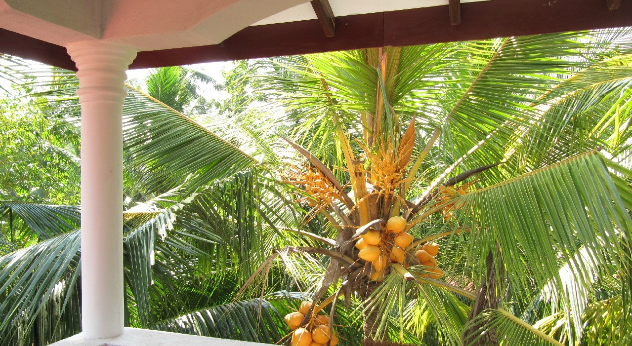 Coconut palm canopy seen between white veranda columns